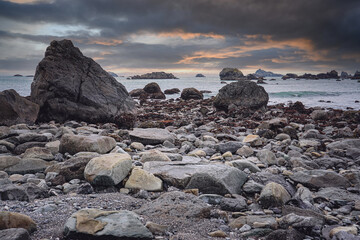 俄罗斯怎么可能有桉树